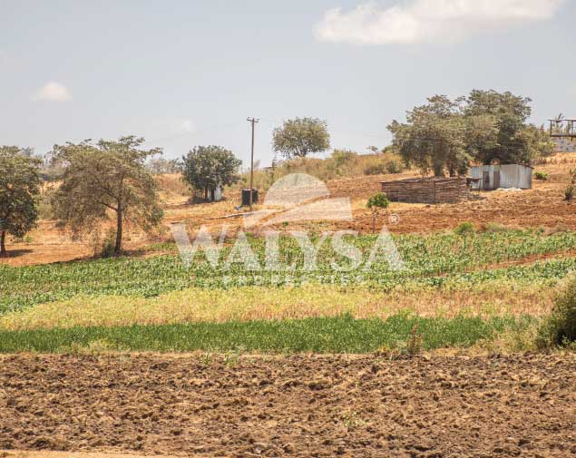 Green Gardens - Ngoliba